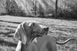 Belle photo d'une chienne très belle