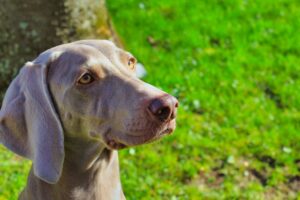 Belle photo d'une chienne très belle