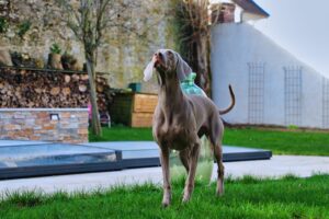 Belle photo d'une chienne très belle