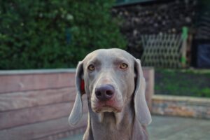 Belle photo d'une chienne très belle