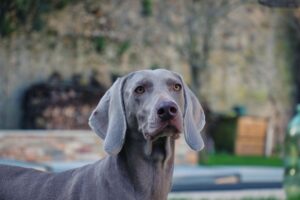 Belle photo d'une chienne très belle