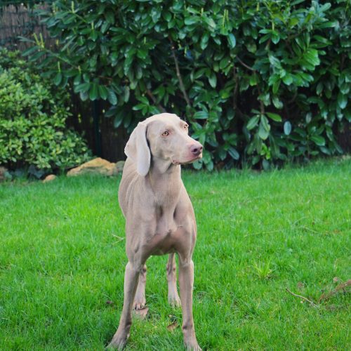 Belle photo d'une chienne très belle