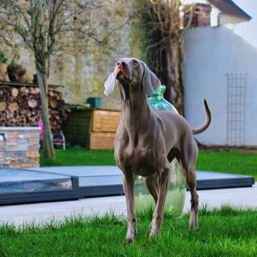 Belle photo d'une chienne très belle